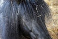 Fondle Shetland Pony Closeup Hand