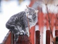 fondled cute cat sitting on the fence in the village Royalty Free Stock Photo