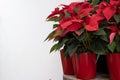 Christmas flower poinsettia in red pot on white background. Royalty Free Stock Photo