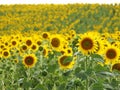 Fondo de girasoles, campo repleto de Bellas flores amarillas