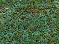 Fondo pasto verde trextura / Green grass texture background Royalty Free Stock Photo