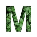 Font made of leaves, letter M, cut out of paper on a background of natural green nettle. Fresh young natural leaf volumetric Earth