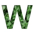 Font made of leaves, letter W, cut out of paper on a background of natural green nettle