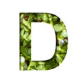 Font on micro greenery. The letter D cut out of paper on the background of sprouts of fresh bright micro greenery for food. Set of