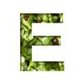 Font on micro greenery.The letter E cut out of paper on the background of sprouts of fresh bright micro greenery for food. Set of