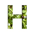 Font on micro greenery. The letter H cut out of paper on the background of sprouts of fresh bright micro greenery for food. Set of