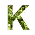 Font on micro greenery. The letter K cut out of paper on the background of sprouts of fresh bright micro greenery for food. Set of