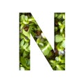 Font on micro greenery.The letter N cut out of paper on the background of sprouts of fresh bright micro greenery for food. Set of