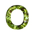 Font on micro greenery. The letter O cut out of paper on the background of sprouts of fresh bright micro greenery for food. Set of