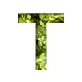 Font on micro greenery. The letter T cut out of paper on the background of sprouts of fresh bright micro greenery for food. Set of