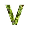 Font on micro greenery. The letter V cut out of paper on the background of sprouts of fresh bright micro greenery for food. Set of