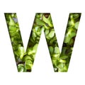 Font on micro greenery. The letter W cut out of paper on the background of sprouts of fresh bright micro greenery for food. Set of