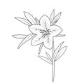 Font view blooming bellflower, Bellflower drawing easy,Sketch bell flower drawing,Illustration bellflower drawing