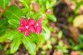 Ropical, red flower in full bloom with rain drops