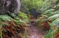 Hiking trail and ferns n Fontainebleau forest Royalty Free Stock Photo