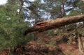 Dead tree trunck on hiking path in Fontainebleau forest