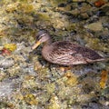 A duck relaxes at Fonti Del Clitunno lake in Umbria - Italy