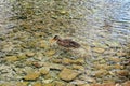 A duck relaxes at Fonti Del Clitunno lake in Umbria - Italy