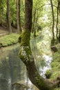 Source of the Ebro. Located in the province of Cantabria, Spain Royalty Free Stock Photo