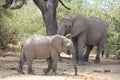 Elephant under the tree during the day time . Royalty Free Stock Photo