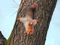 Food animals.Beautiful, red squirrel Royalty Free Stock Photo