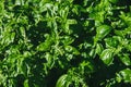 Food background of basil plants. Fresh bushes of green basil grow in a garden bed. Top view Royalty Free Stock Photo