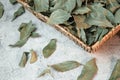 Food background. Bay leaf, natural antiseptic, antioxidant, acne remedy, macronutrients for skin and hair. Herbal