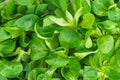 Food background: cornsalad lamb lettuce leaves