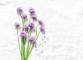 Food background with free space for text. Schnitt-onion, chives flowers on white background