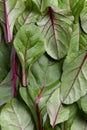 Food background, fresh green baby beetroot leaves Royalty Free Stock Photo