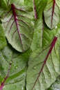 Food background, fresh green baby beetroot leaves Royalty Free Stock Photo