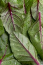 Food background, fresh green baby beetroot leaves Royalty Free Stock Photo