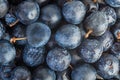 Fresh and naturally dried blackthorn berries