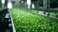 Industrial grow background organic nature agricultural food plant factory farming green fresh Royalty Free Stock Photo