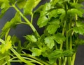 Food background. Parsley