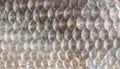 Texture of fish scales close-up Royalty Free Stock Photo