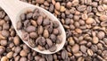 Food background texture of roasted coffee beans with a full shovel. A pile of scattered aromatic roasted brown coffee Royalty Free Stock Photo