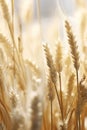 Food background yellow harvest crop wheat rural grain summer farming cereal field agricultural