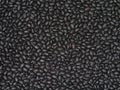 black bean Royalty Free Stock Photo