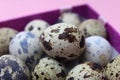 A bunch of quail eggs lies in a box