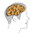 Food for brain, the human brain from the walnuts. Walnuts in the ead. Human silhouette with shelled walnuts on white background.