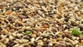 Food for canaries, parrots, finches, texture, background, top view. Mixed seeds for bird feeding. Food for exotic birds Royalty Free Stock Photo