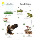 Food Chain Animal example illustrations Royalty Free Stock Photo