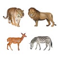 Food chain animals Royalty Free Stock Photo