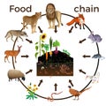 Food chain animals