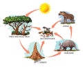 Food chain - anteater