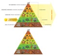 Food chain-energy pyramid.ai
