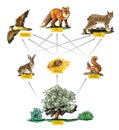 Food chain-example