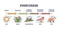 Food chain levels and animal classification by eating type outline diagram