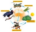 Food chain-turkey example Royalty Free Stock Photo